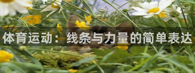 米兰体育官网下载平台注册：体育运动：线条与力量的简单