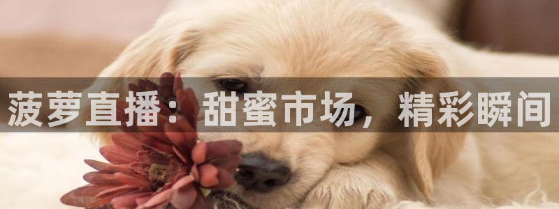 玩球直播app官方版下载：菠萝直播：甜蜜市场，精彩瞬间